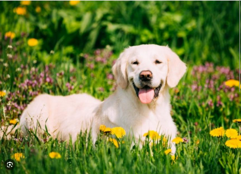 Dog Poop Pickup in Scio, Michigan