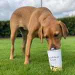 Dog Poop Pickup in Scio, Michigan