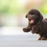 Dog Poop Pickup in Scio, Michigan