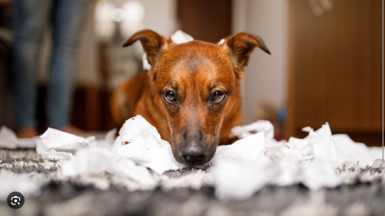 Dog Poop Pickup in Scio, Michigan